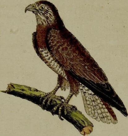 An illustration from (Band 3), 1798, leaf 290