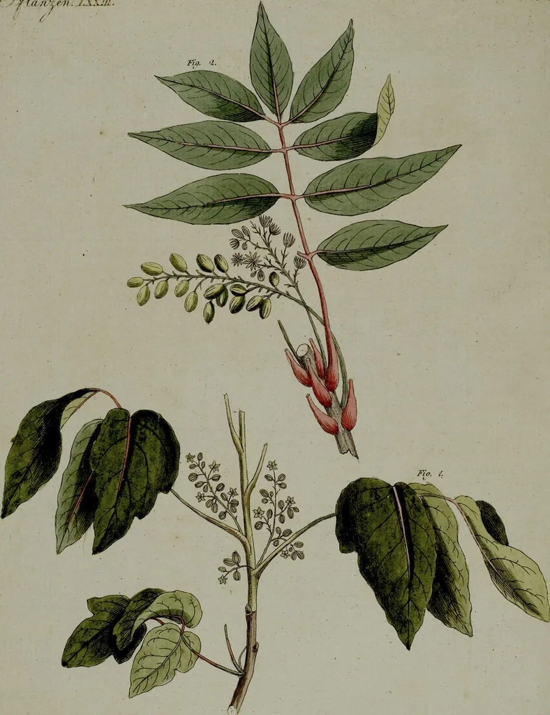 An illustration from (Band 3), 1798, leaf 293