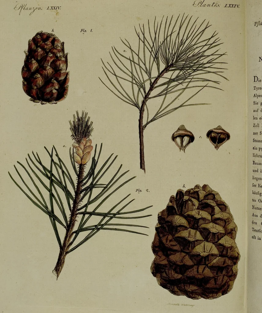 An illustration from (Band 3), 1798, leaf 296