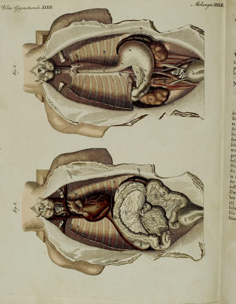 An illustration from (Band 3), 1798, leaf 299