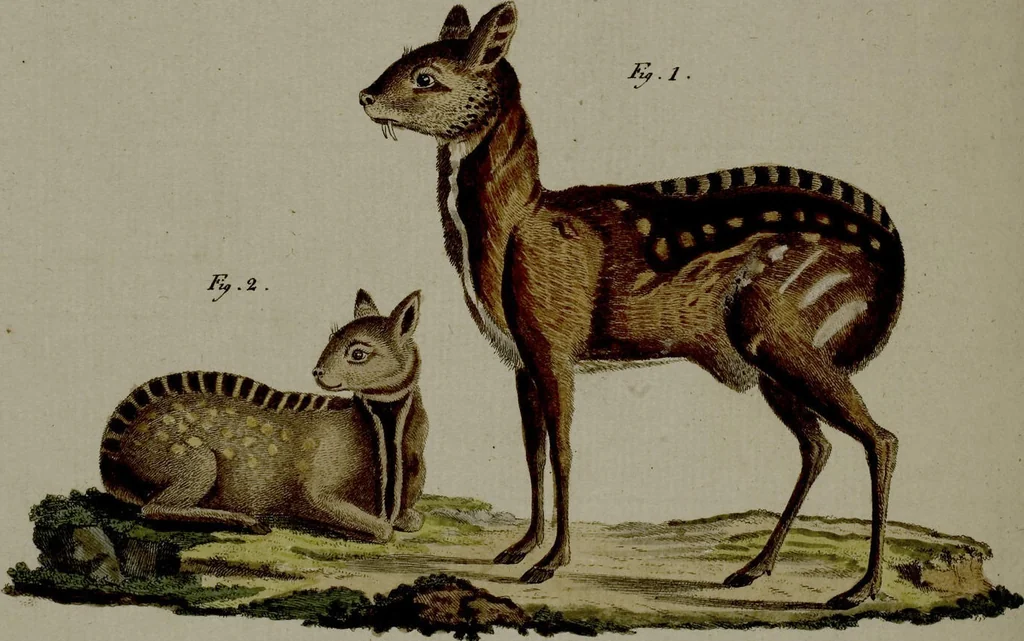 An illustration from (Band 3), 1798, leaf 33