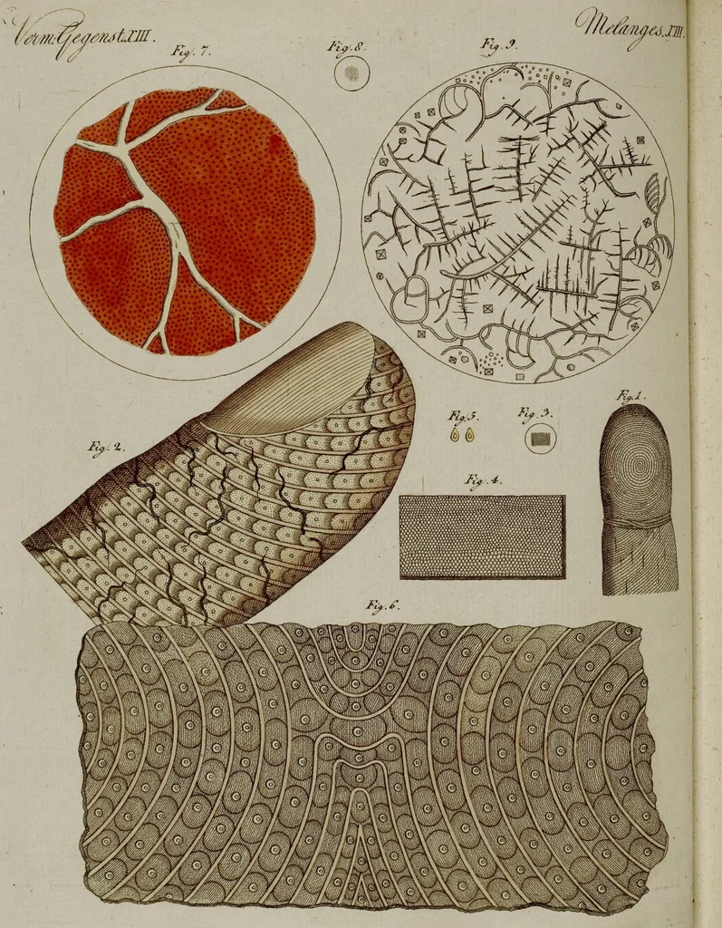 An illustration from (Band 3), 1798, leaf 36