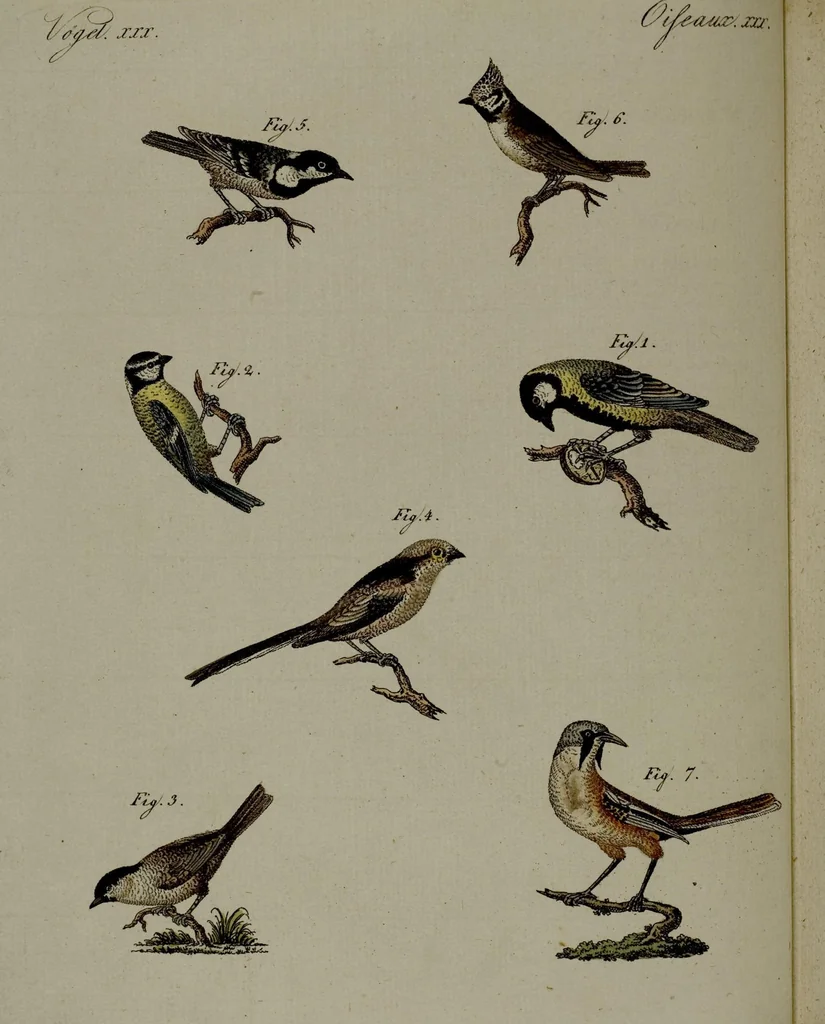 An illustration from (Band 3), 1798, leaf 39