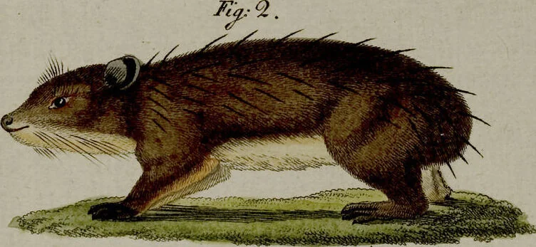 An illustration from (Band 3), 1798, leaf 48