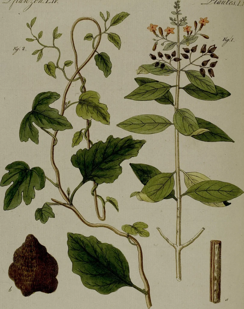 An illustration from (Band 3), 1798, leaf 54