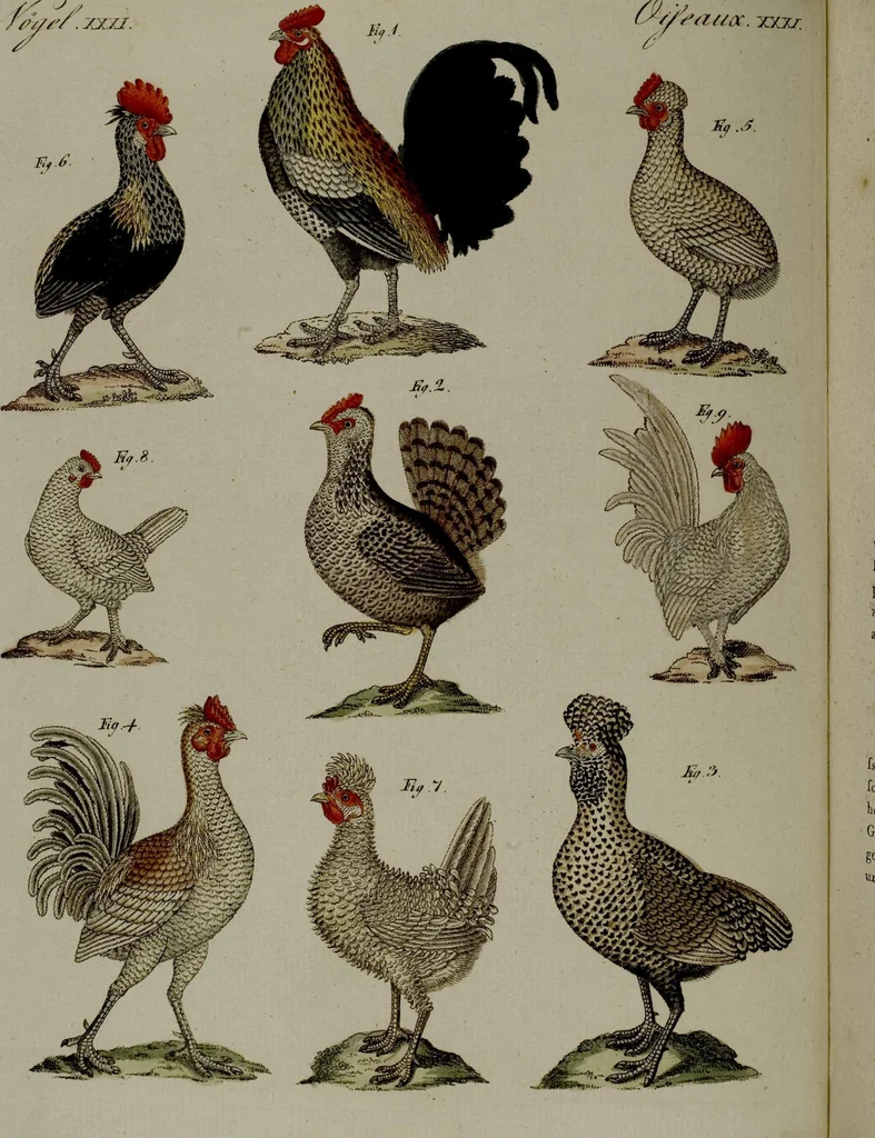 An illustration from (Band 3), 1798, leaf 57