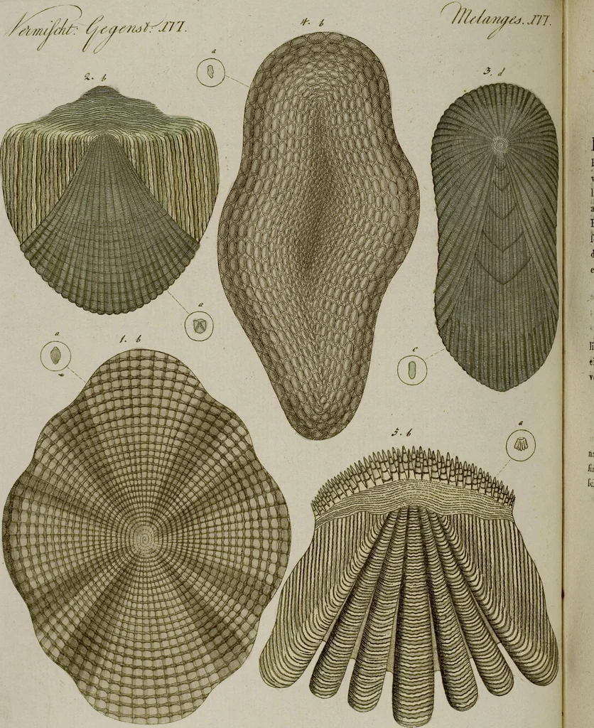 An illustration from (Band 3), 1798, leaf 60