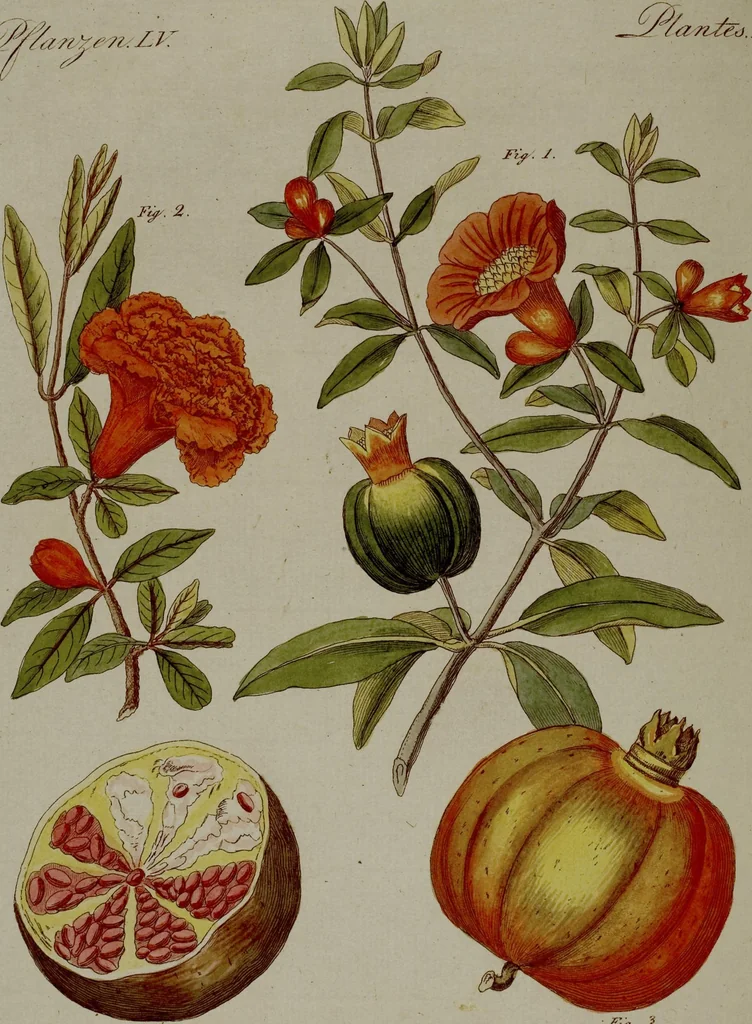 An illustration from (Band 3), 1798, leaf 66