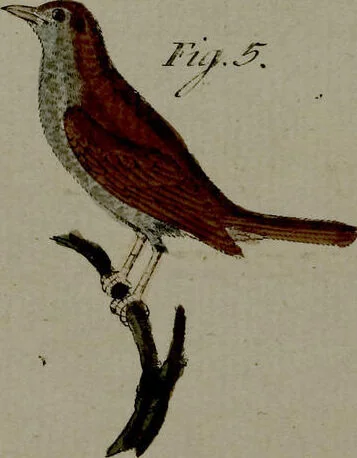 An illustration from (Band 3), 1798, leaf 69