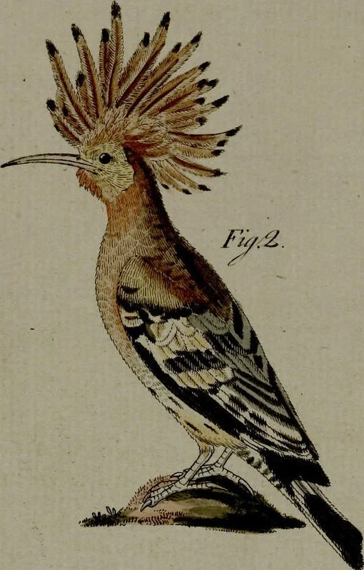 An illustration from (Band 3), 1798, leaf 69