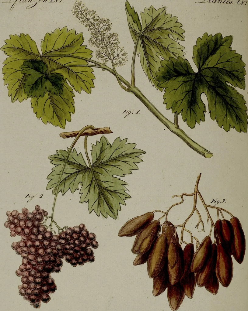 An illustration from (Band 3), 1798, leaf 72
