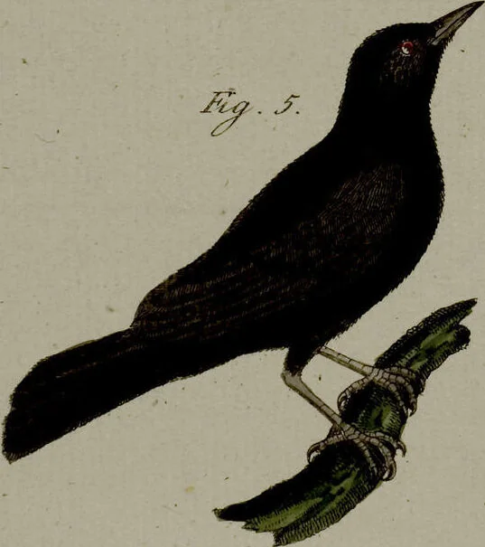 An illustration from (Band 3), 1798, leaf 75
