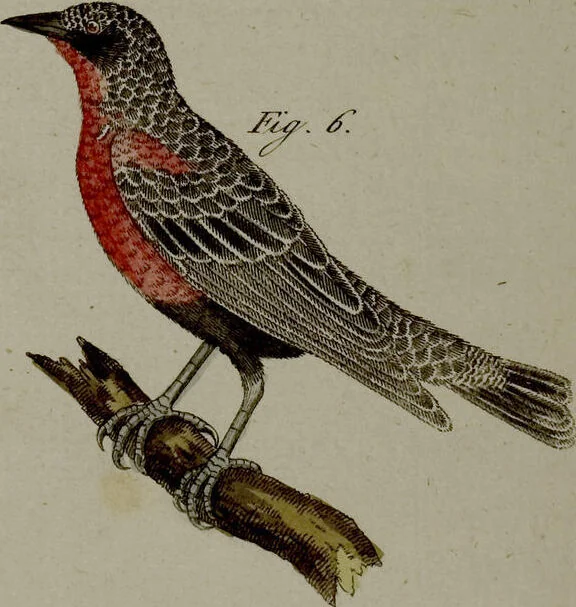 An illustration from (Band 3), 1798, leaf 75