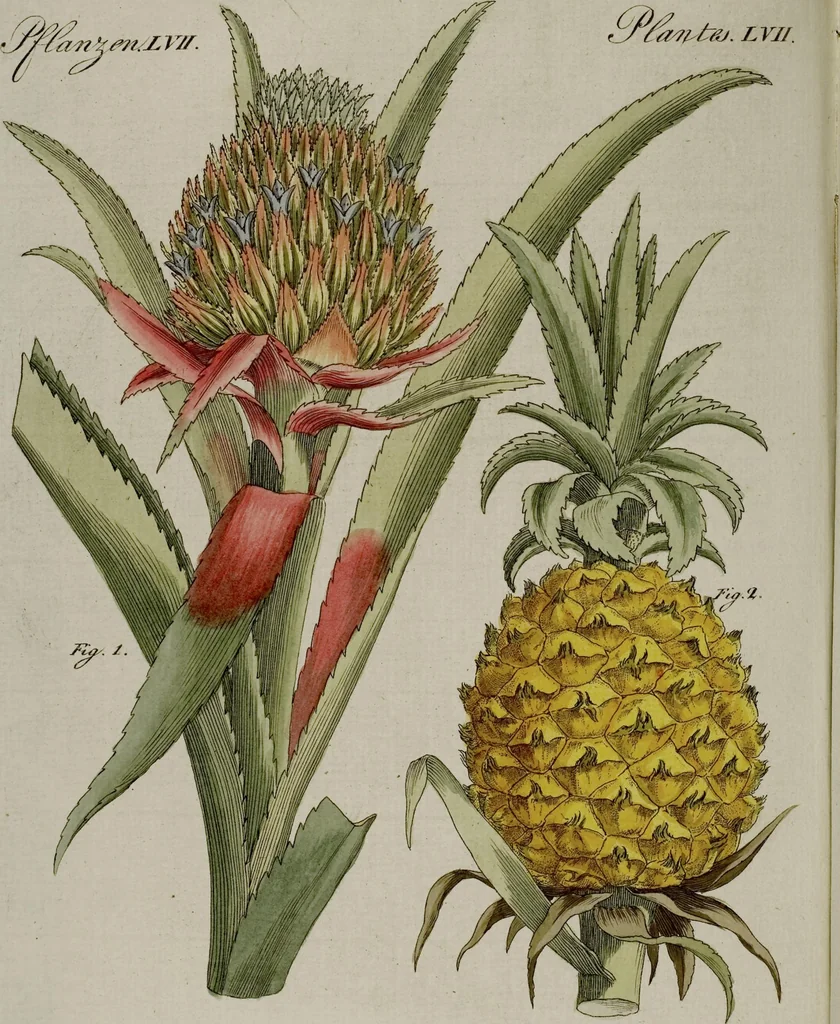 An illustration from (Band 3), 1798, leaf 81