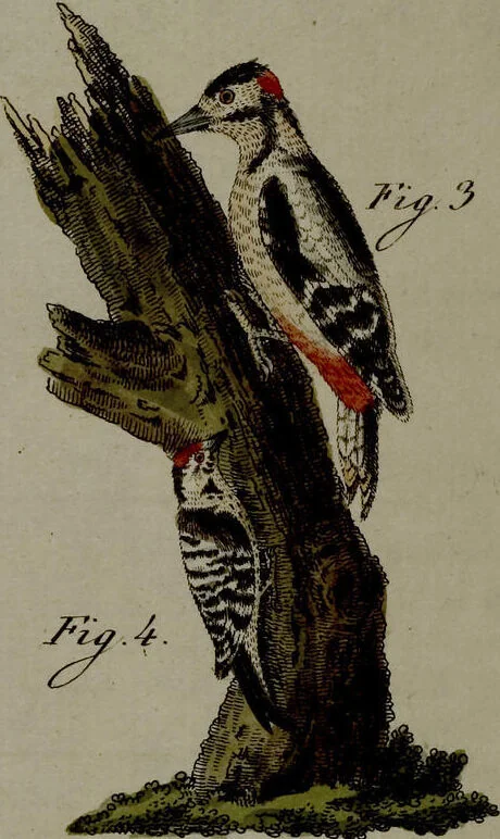 An illustration from (Band 3), 1798, leaf 84