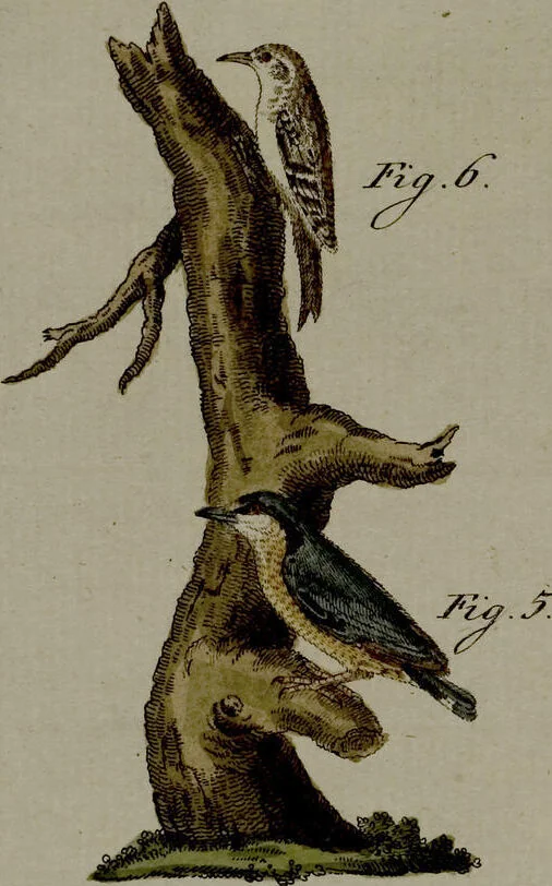 An illustration from (Band 3), 1798, leaf 84