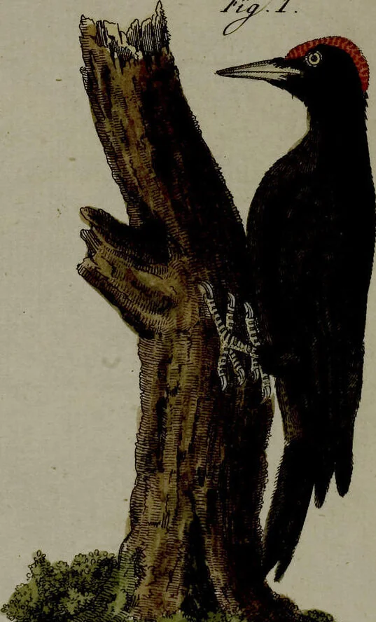 An illustration from (Band 3), 1798, leaf 84