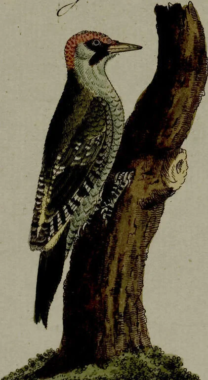 An illustration from (Band 3), 1798, leaf 84