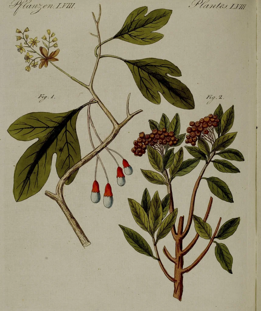 An illustration from (Band 3), 1798, leaf 87