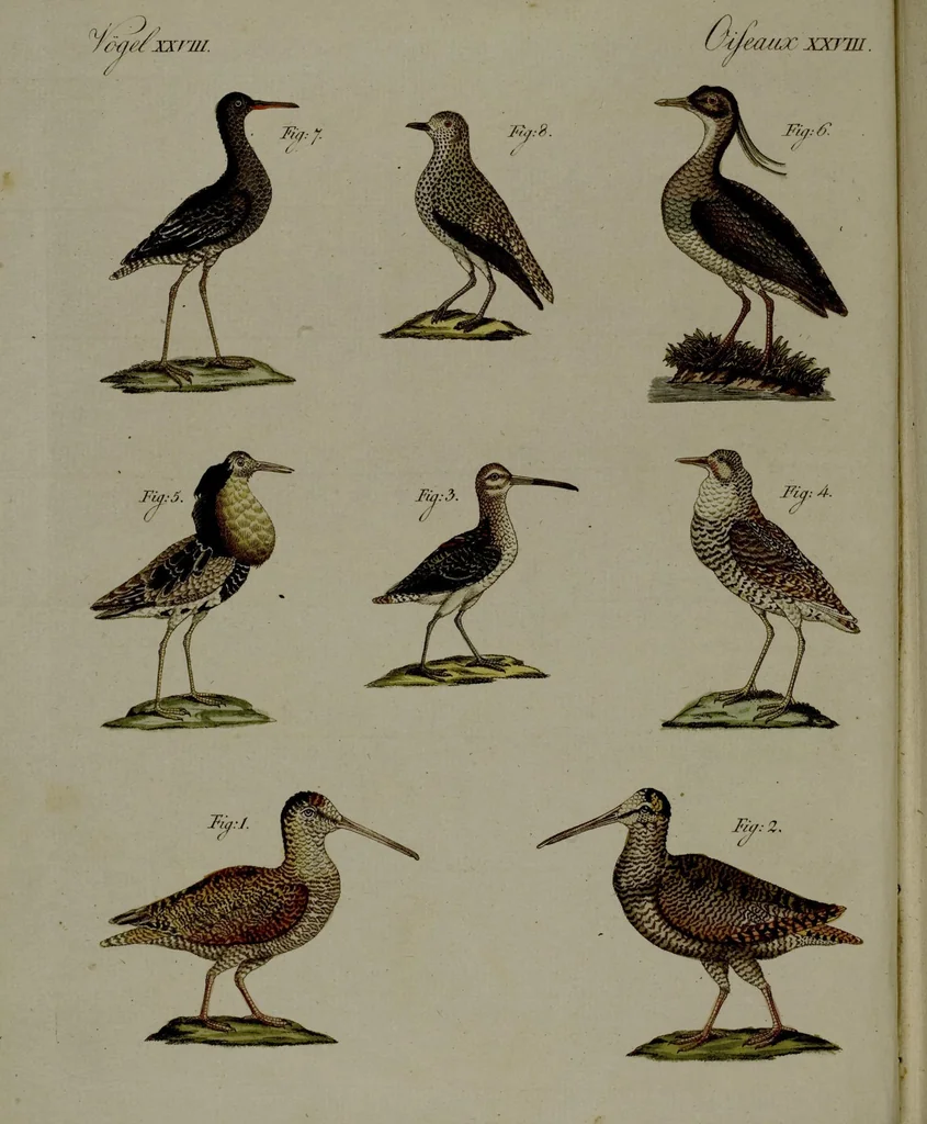 An illustration from (Band 3), 1798, leaf 9
