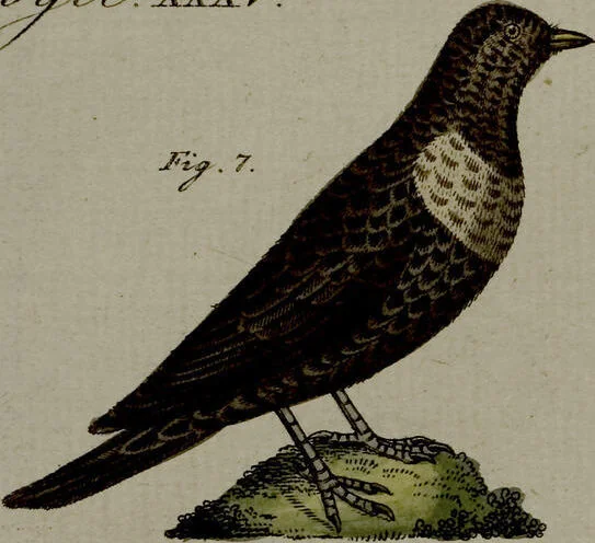 An illustration from (Band 3), 1798, leaf 90