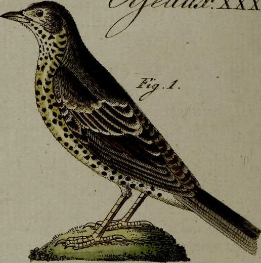 An illustration from (Band 3), 1798, leaf 90