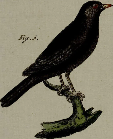 An illustration from (Band 3), 1798, leaf 90