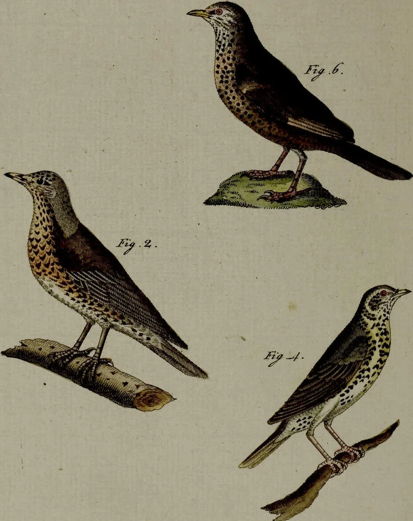 An illustration from (Band 3), 1798, leaf 90