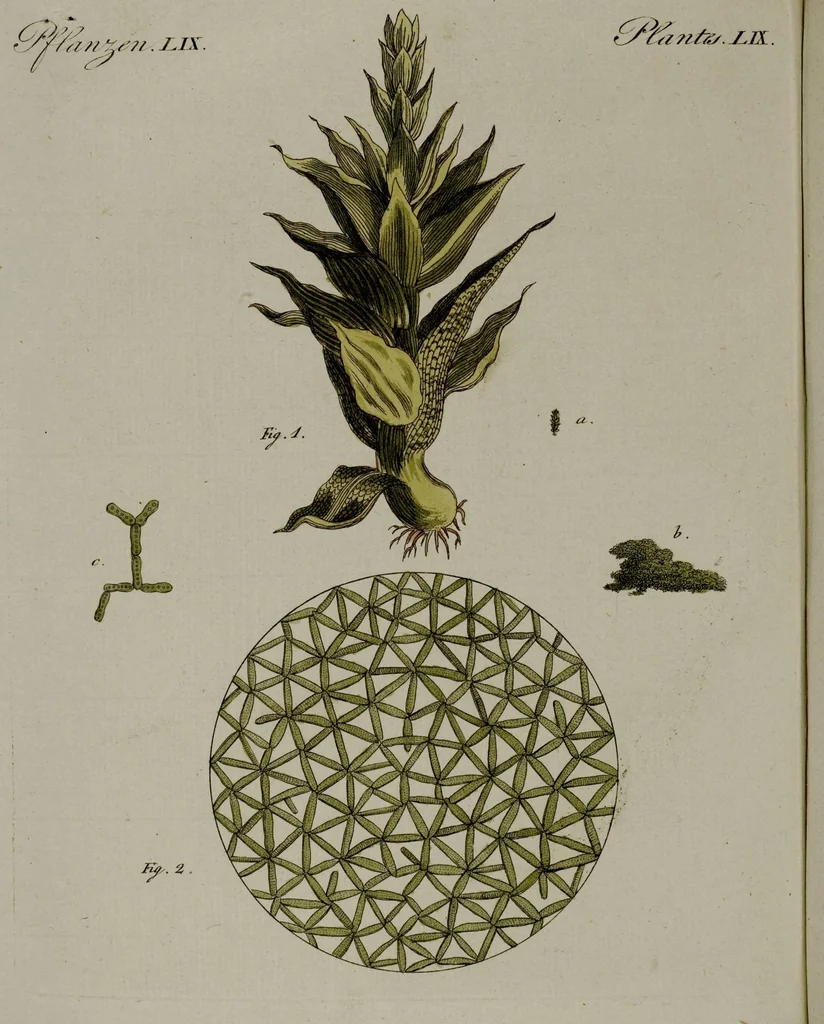 An illustration from (Band 3), 1798, leaf 93