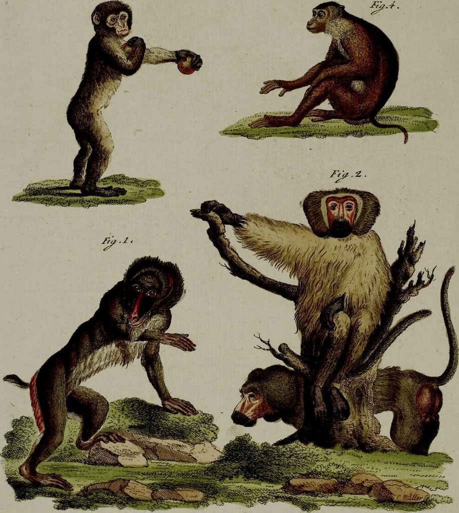 An illustration from (Band 3), 1798, leaf 96
