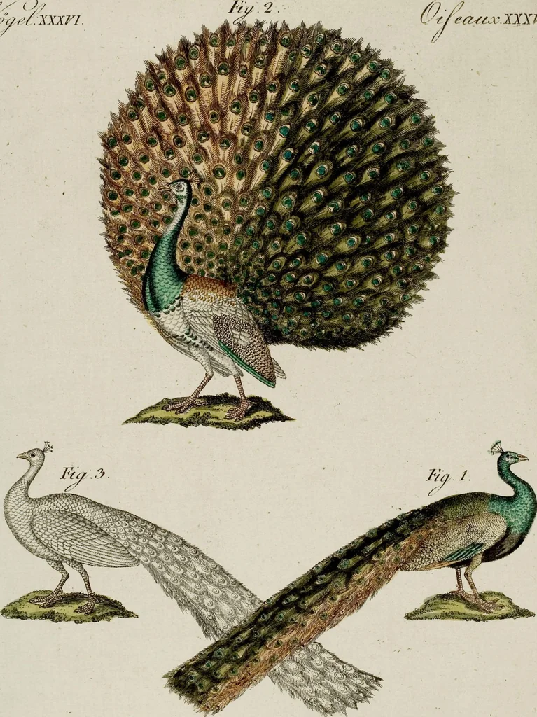 An illustration from (Band 3), 1798, leaf 99
