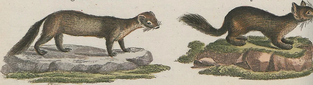 An illustration from (Band 1), 1801, leaf 105