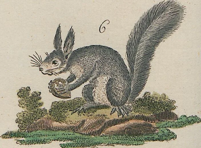 An illustration from (Band 1), 1801, leaf 105