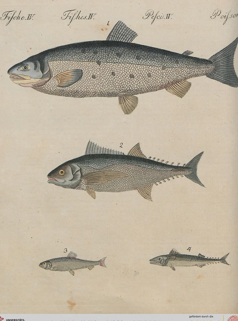 An illustration from (Band 1), 1801, leaf 111