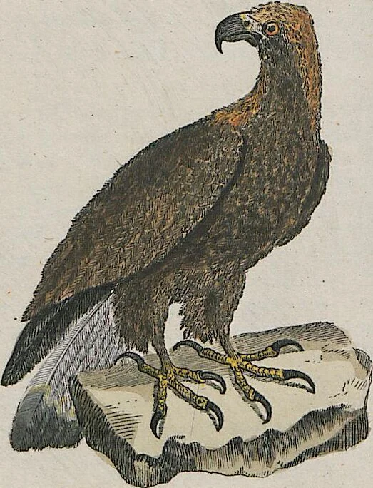 An illustration from (Band 1), 1801, leaf 114