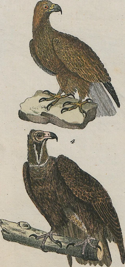 An illustration from (Band 1), 1801, leaf 114