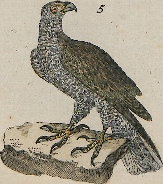 An illustration from (Band 1), 1801, leaf 114