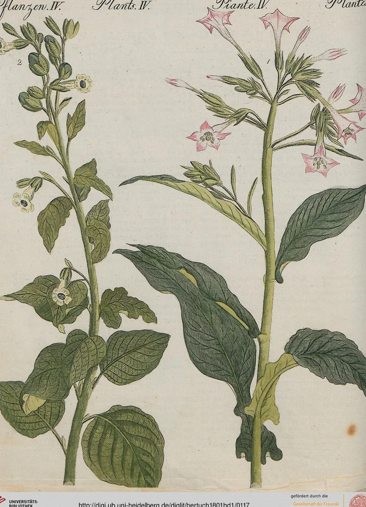 An illustration from (Band 1), 1801, leaf 117