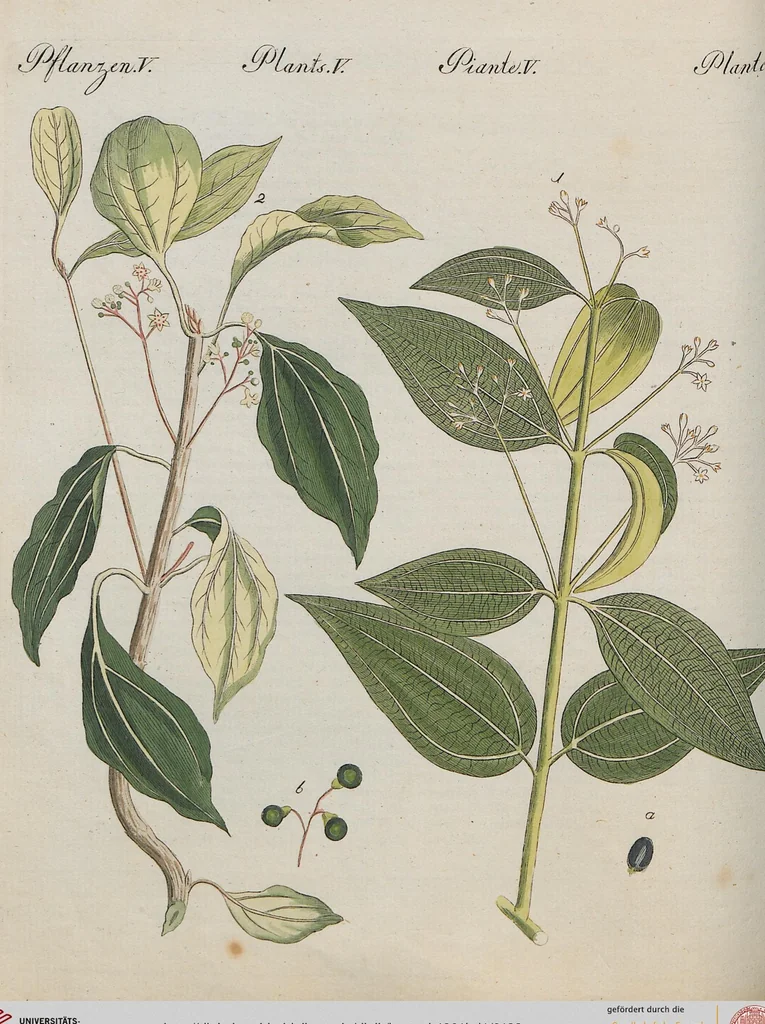 An illustration from (Band 1), 1801, leaf 123