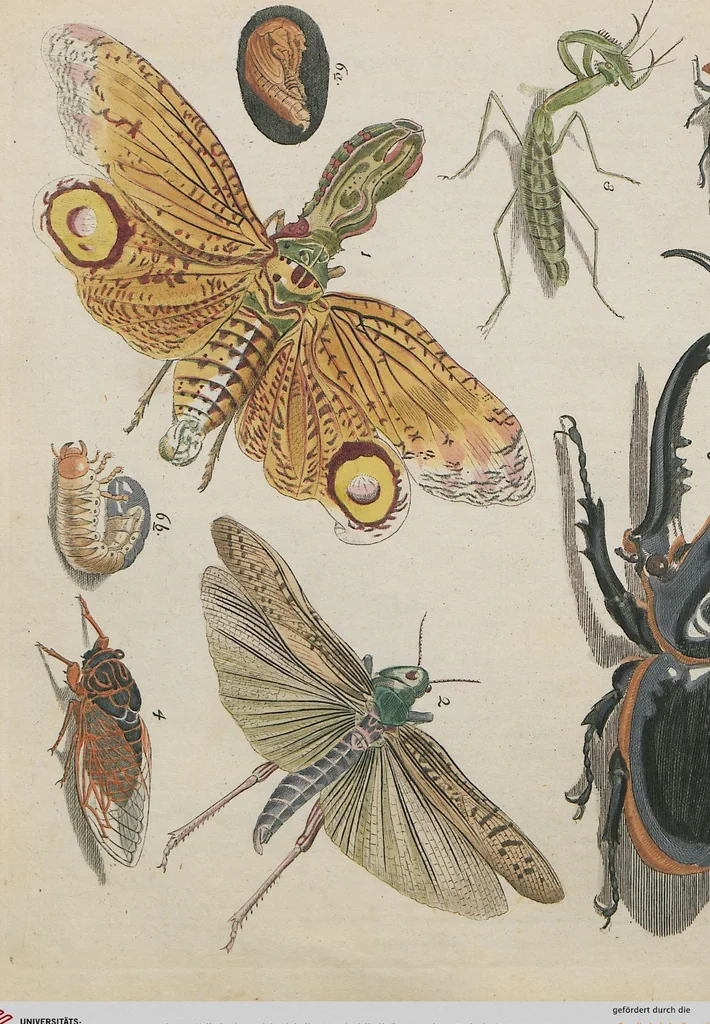 An illustration from (Band 1), 1801, leaf 132