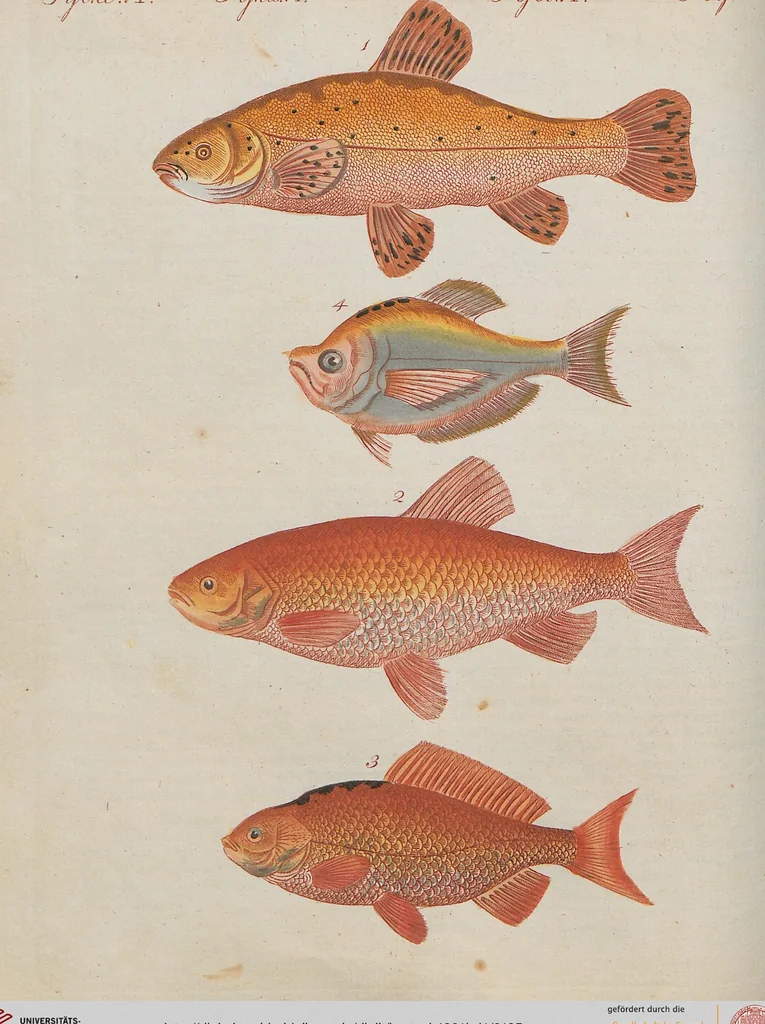 An illustration from (Band 1), 1801, leaf 135