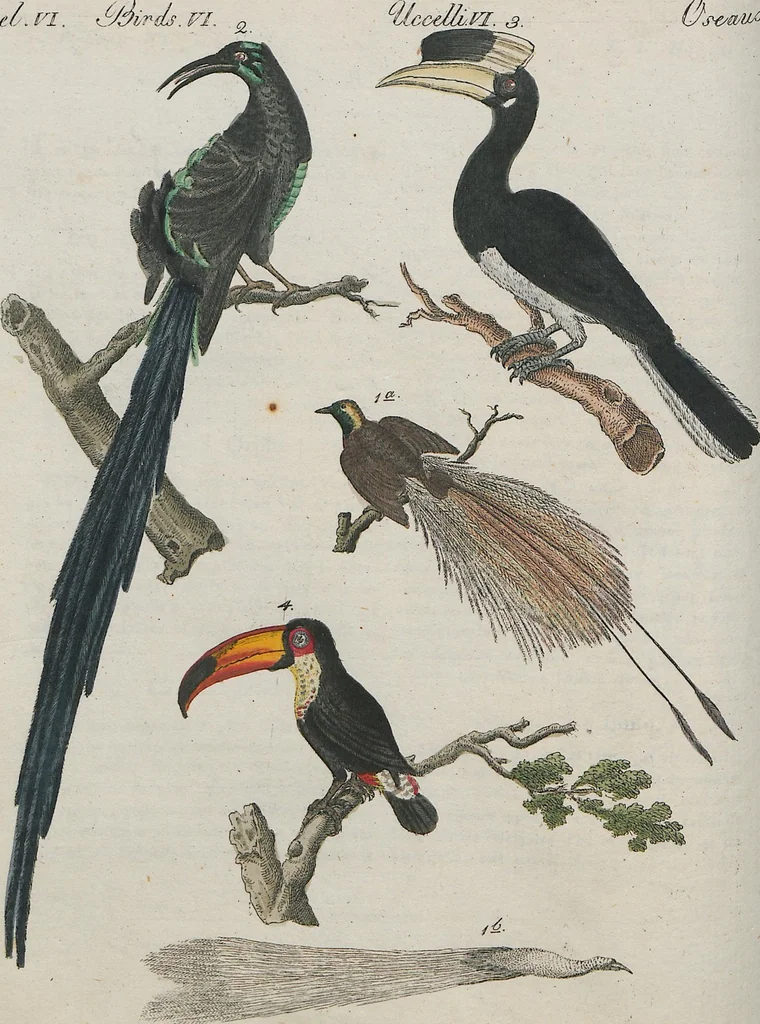 An illustration from (Band 1), 1801, leaf 138