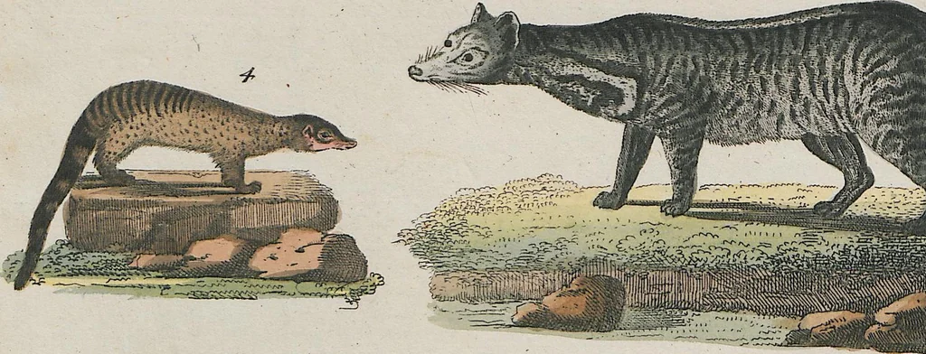 An illustration from (Band 1), 1801, leaf 141