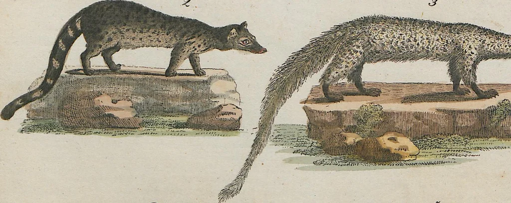 An illustration from (Band 1), 1801, leaf 141