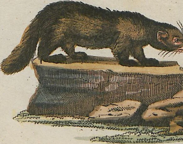 An illustration from (Band 1), 1801, leaf 141