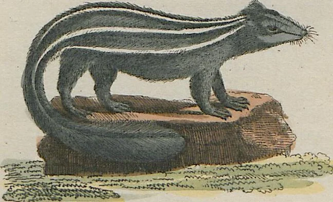 An illustration from (Band 1), 1801, leaf 141