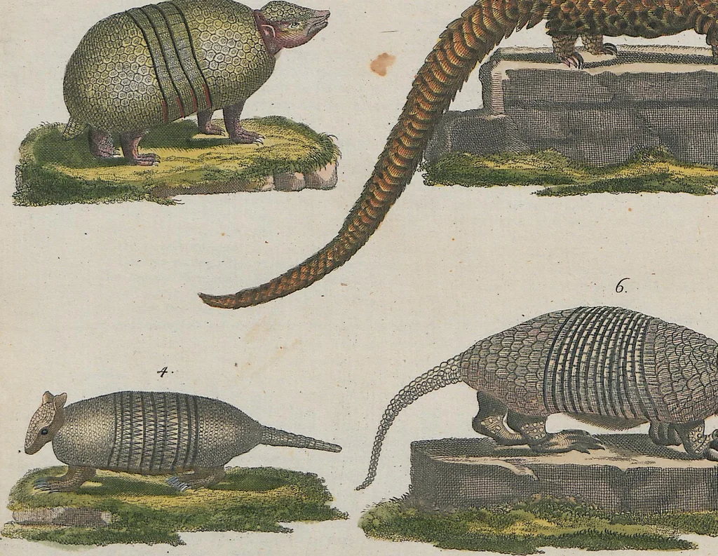 An illustration from (Band 1), 1801, leaf 144