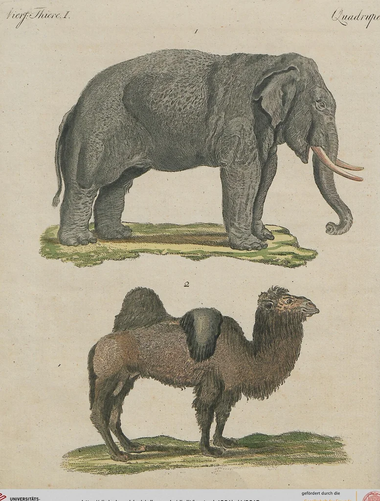 An illustration from (Band 1), 1801, leaf 15