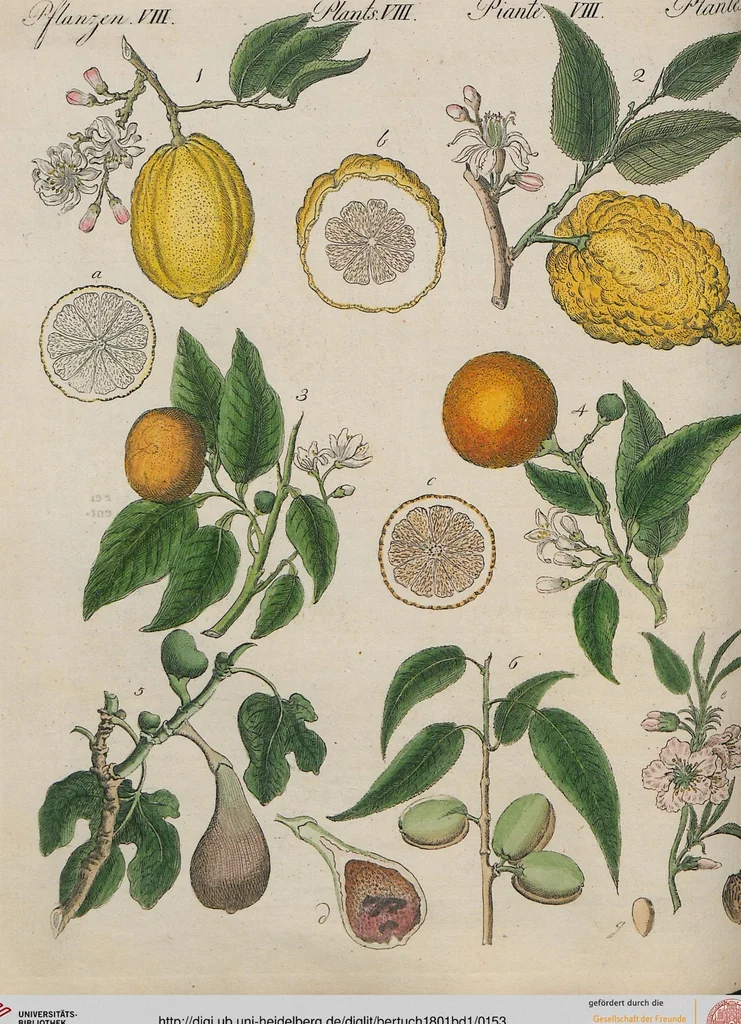 An illustration from (Band 1), 1801, leaf 153