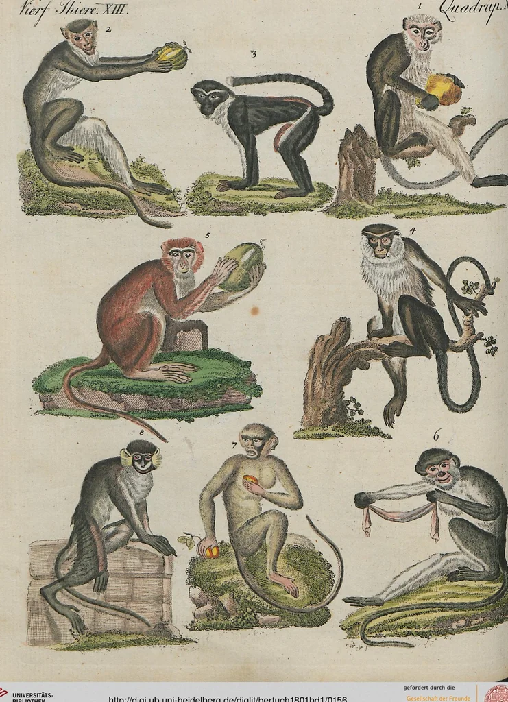 An illustration from (Band 1), 1801, leaf 156